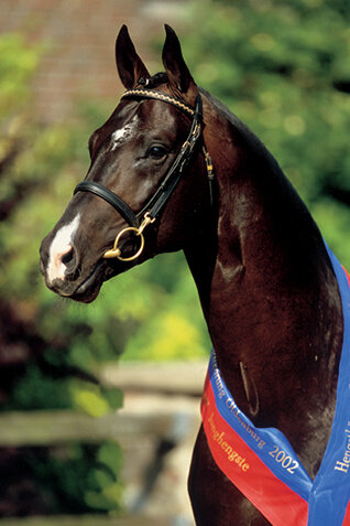 Stedinger von Sandro Hit aus der Bold-Fantasy von Landadel - Futuro 