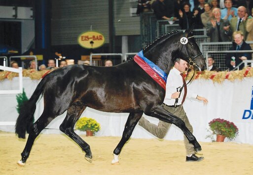 Stedinger von Sandro Hit aus der Bold-Fantasy von Landadel - Futuro 