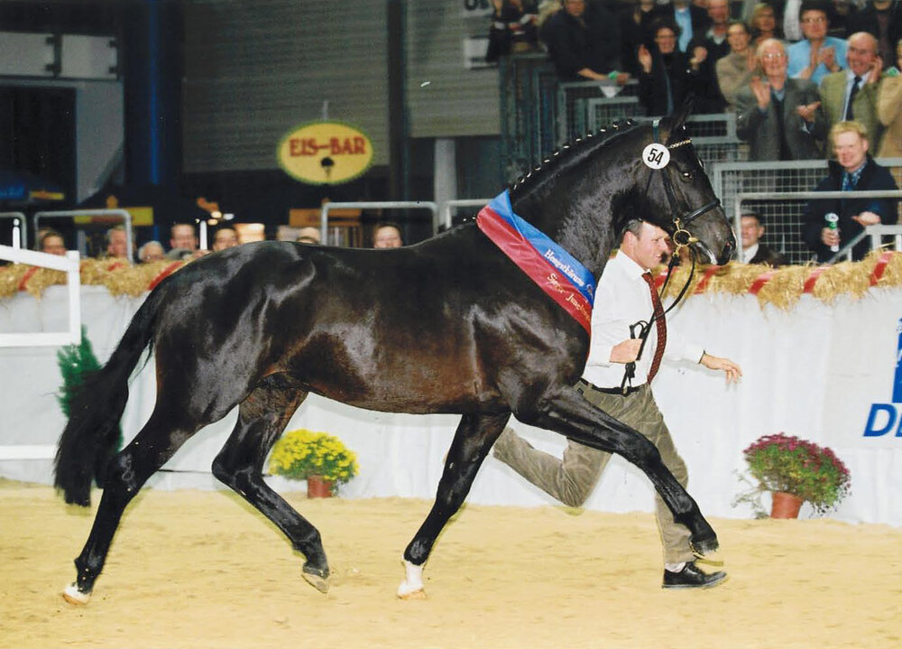 Stedinger von Sandro Hit aus der Bold-Fantasy von Landadel - Futuro 