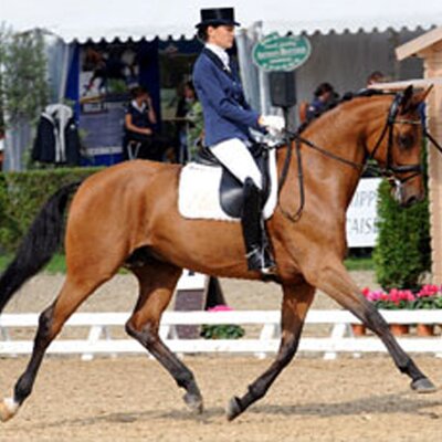 Französischer Dressurchampion \'09 u. \'10 Socrate de Hus *2004 von Stedinger aus der Traja von Trajan - Pik Koenig | Züchter: Dr. Thomas Müller, Buchholz Französischer Dressurchampion \'09 u. \'10 Socrate de Hus *2004 von Stedinger aus der Traja von Trajan - Pik Koenig | Züchter: Dr. Thomas Müller, Buchholz