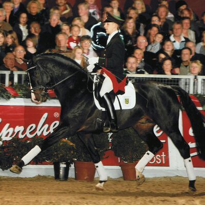 Der gekörte Hengst Simonetti *2004 von Stedinger aus der Granjana von Don Gregory - Feingau | Züchter: Stall Troff, Jemgum Der gekörte Hengst Simonetti *2004 von Stedinger aus der Granjana von Don Gregory - Feingau | Züchter: Stall Troff, Jemgum