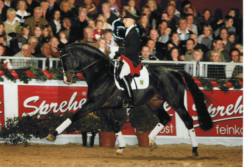 Licensed stallion Simonetti by Stedinger out of Granjana by Don Gregory - Feingau | Breeder: Stall Troff, Jemgum (Germany)