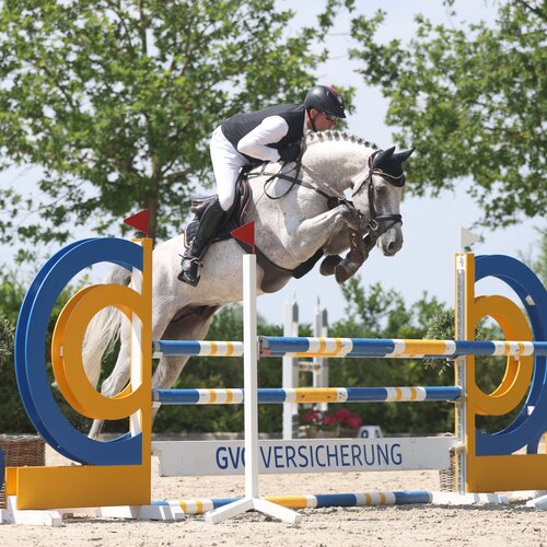 Toucento by  Toulon out of Happy Magdalon by Cento - Gottwald| Breeder: Willy Lootens, Belgium 