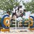 Toucento by  Toulon out of Happy Magdalon by Cento - Gottwald| Breeder: Willy Lootens, Belgium 
