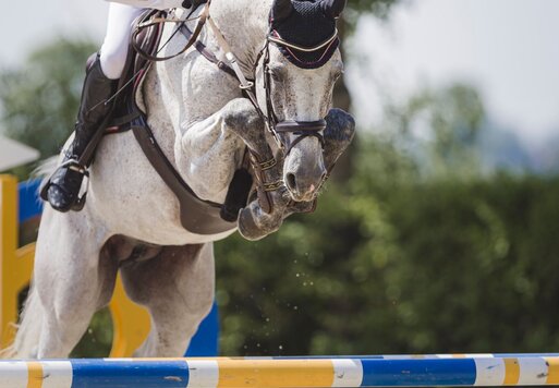 Toucento von Toulon x Cento x Gottwald | Züchter: Willy Lootens, Belgien 