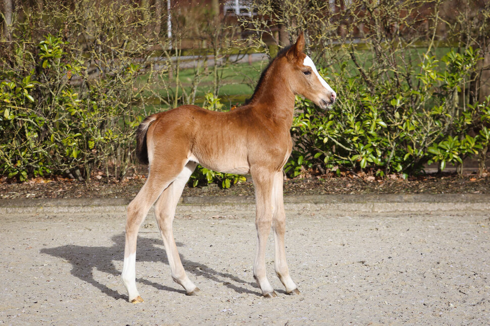 Filly by Toucento out of Calendonia by Catoki x Quick Star | Breeder: Gerd Sosath, Lemwerder