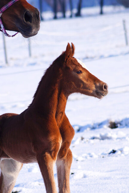 Filly by Toucento out of Vicky by Viscount - Contendro | Breeder: Anja Nier, Wallstawe