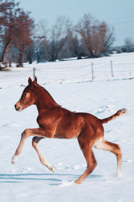 Filly by Toucento out of Vicky by Viscount - Contendro | Breeder: Anja Nier, Wallstawe
