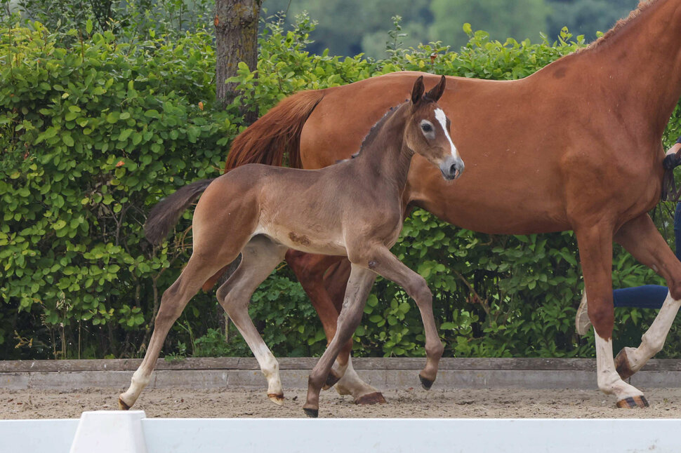 Filly by Toucento out of Coco Chanel byOgano - Landor S | Breeder: Gerd Sosath, Lemwerder