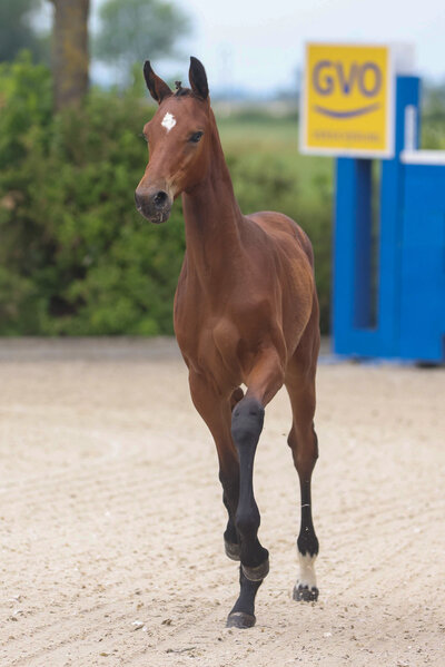 Filly by Toucento out of Lady Ocala by Ogano - For Pleasure | Breeder: Gerd Sosath, Lemwerder