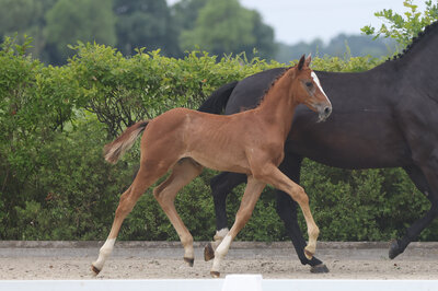 Filly by Toucento out of Lady Heida II by Landor S - Contender | Breeder: Gerd Sosath, Lemwerder