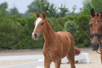 Filly by Toucento out of Werktag by Casall - Cassini | Breeder: Peter Reinken, Rastede