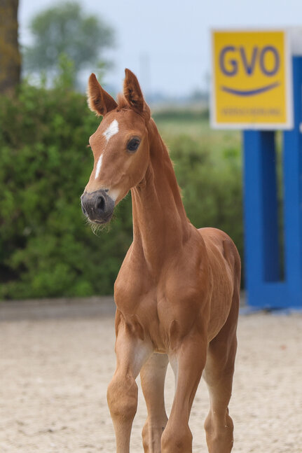 Colt by Toucento out of Cliness by Clinton II - Espri | Breeder: Volker Heidmeyer, Marl
