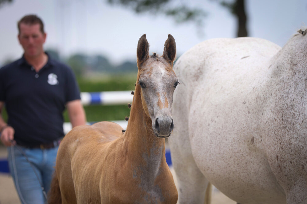 Filly by Toucento out of Woruna by Concreto - Athlet Z | Breeder: Gerd Sosath, Lemwerder