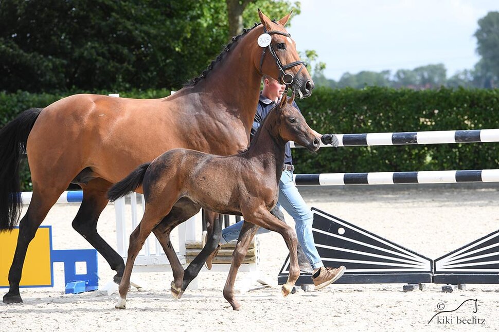 Filly by Vagabond out of Lemilia by Ludwigs As x Emilion | Breeder: Gerd Sosath, Lemwerder 