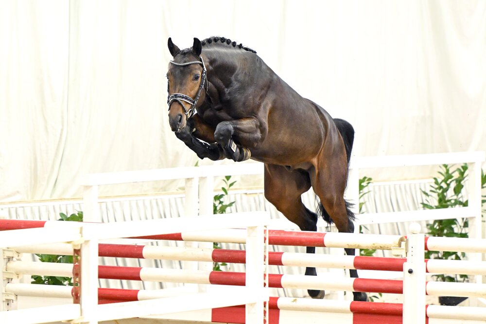 Gekörter Hengst von Vagabond aus der Contessa von Contendro I – Drosselklang II | Züchter: Hermann Rink, Seulingen