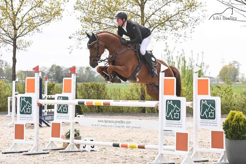 Vigotendro by Vigo d \'Arsouilles out of Carabelle by Contendro I x Landadel | Breeder: ZG De Bruijn und Kemps, Niederlande 