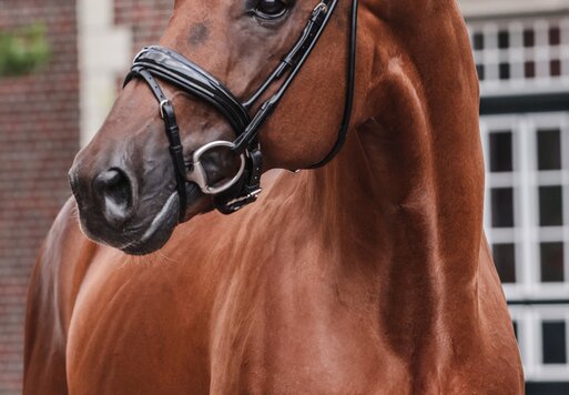 Vivaldos von Vivaldi aus der St.Pr.St. Doris Day von Desperados FRH - Brentano II | Züchter: Anna Genfors, Förslöv, Schweden 