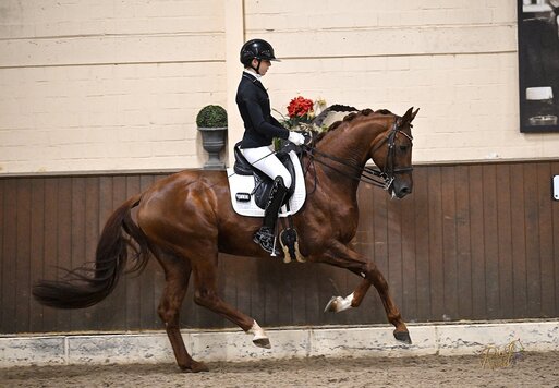Vivaldos von Vivaldi aus der St.Pr.St. Doris Day von Desperados FRH - Brentano II | Züchter: Anna Genfors, Förslöv, Schweden 