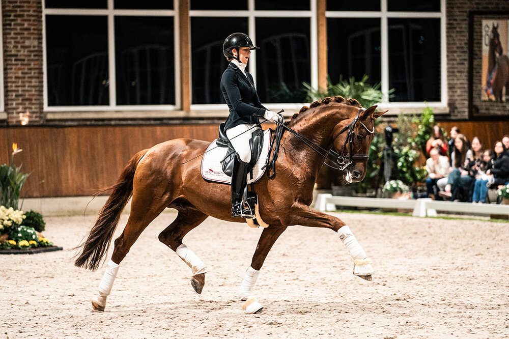 Vivaldos by Vivaldi out of St.Pr.St. Doris Day by Desperados FRH - Brentano II | Breeder: Anna Genfors, Förslöv, Sweden 