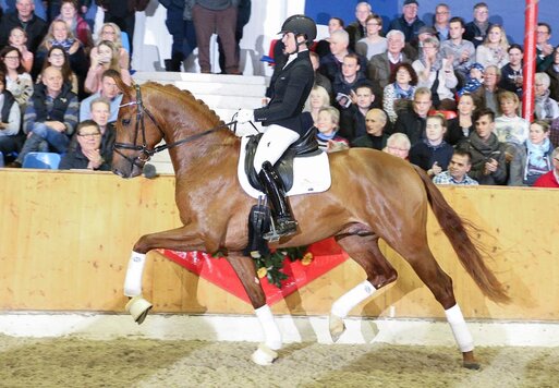Vivaldos von Vivaldi aus der St.Pr.St. Doris Day von Desperados FRH - Brentano II | Züchter: Anna Genfors, Förslöv, Schweden 