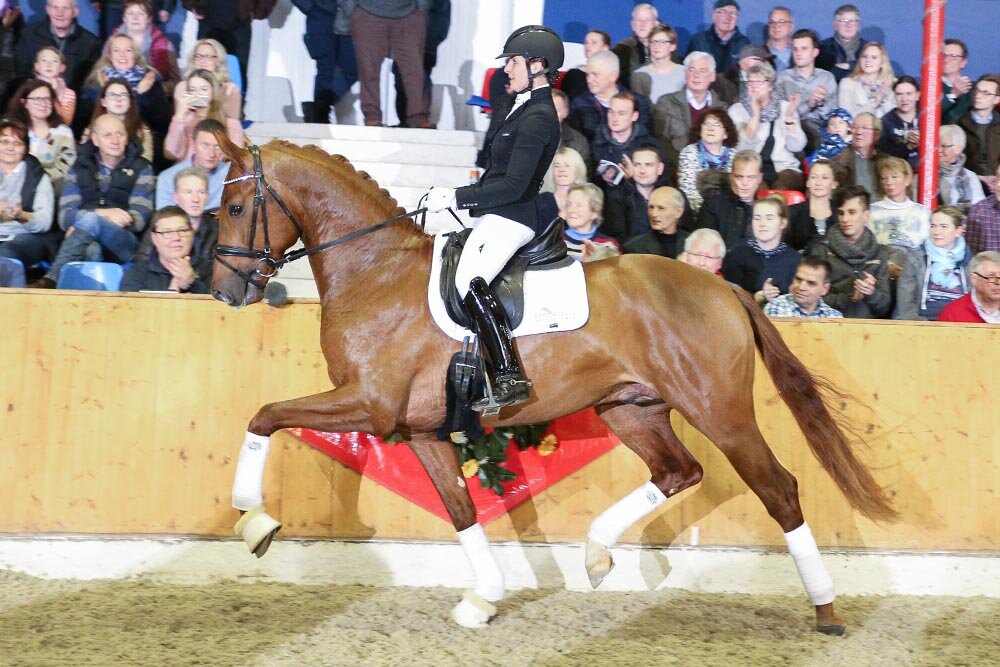 Vivaldos von Vivaldi aus der St.Pr.St. Doris Day von Desperados FRH - Brentano II | Züchter: Anna Genfors, Förslöv, Schweden 
