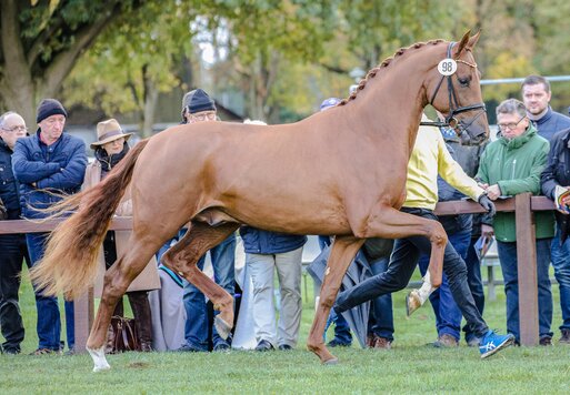 Vivaldos von Vivaldi aus der St.Pr.St. Doris Day von Desperados FRH - Brentano II | Züchter: Anna Genfors, Förslöv, Schweden 