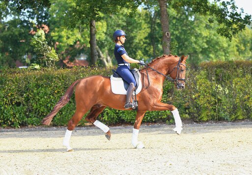 Vivaldos von Vivaldi aus der St.Pr.St. Doris Day von Desperados FRH - Brentano II | Züchter: Anna Genfors, Förslöv, Schweden 