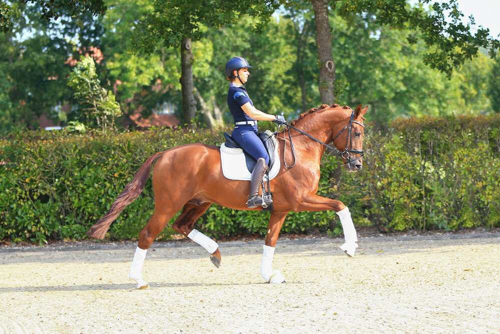 Vivaldos von Vivaldi aus der St.Pr.St. Doris Day von Desperados FRH - Brentano II | Züchter: Anna Genfors, Förslöv, Schweden 