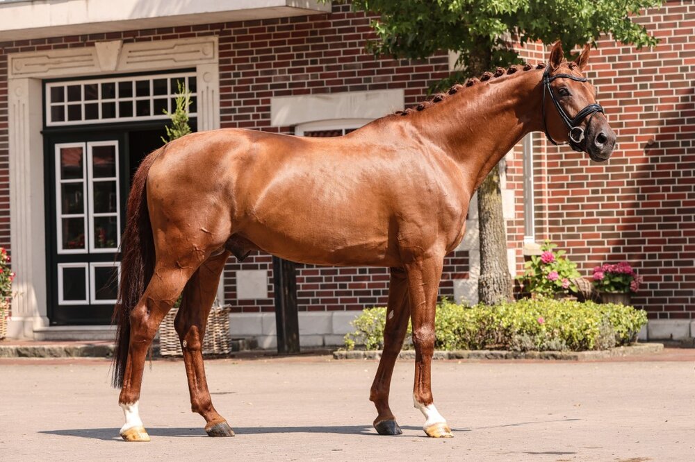 Vivaldos von Vivaldi aus der St.Pr.St. Doris Day von Desperados FRH - Brentano II | Züchter: Anna Genfors, Förslöv, Schweden 