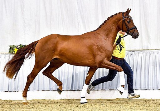 gekörter Hengst von Vivaldos x Weltmeyer | Züchter: Dieter und Jens Röbken, Rastede