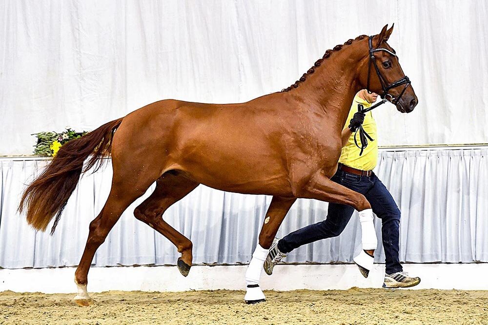 gekörter Hengst von Vivaldos x Weltmeyer | Züchter: Dieter und Jens Röbken, Rastede