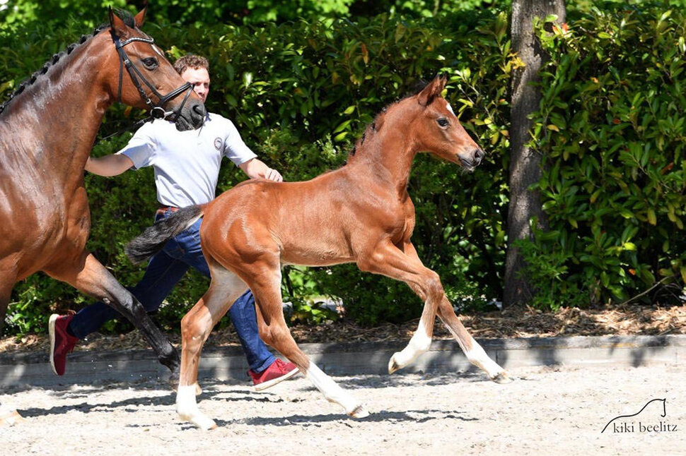 Colt by Vivaldos out of Shakira by Sandro Hit x A Jungle Price | Breeder: Andrea Jüchter, Berne 
