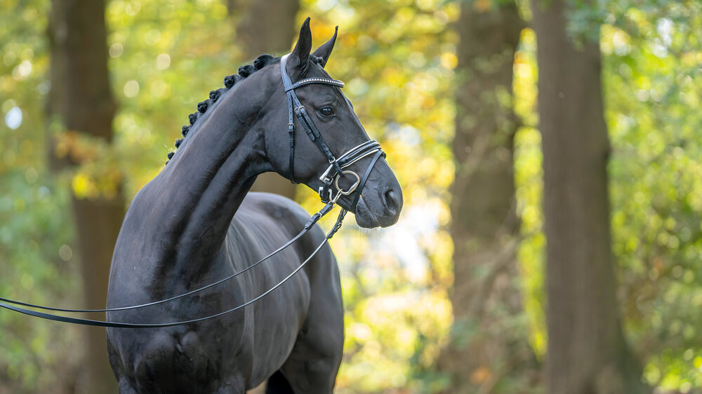 Reserve champion of the 2023 stallion licensing in Redefin by Vivaldos - Dancier | Breeder: Meike Ziegenhirt, Wietzen
