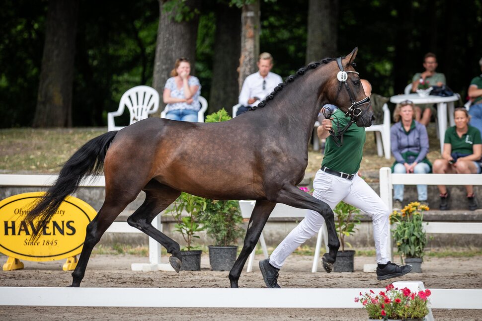 Hanoverian Premium mare Vencetta by Vivaldos out of Francine B by Fidertanz – Rubiloh | Breeder: ZG Butkus, Overath