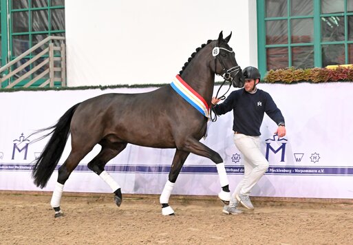 Reservesieger der Körung in Redefin 2023 von Vivaldos - Dancier | Züchterin: Meike Ziegenhirt, Wietzen