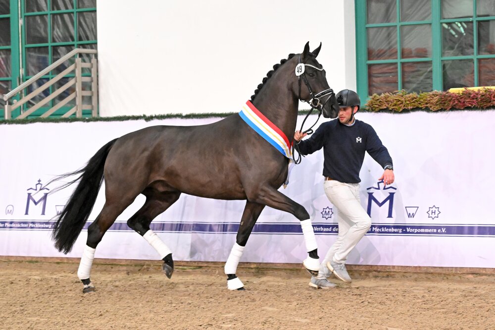 Reserve champion of the 2023 stallion licensing in Redefin by Vivaldos - Dancier | Breeder: Meike Ziegenhirt, Wietzen