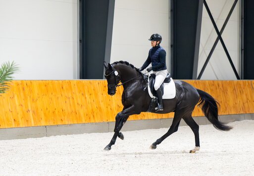 Vanity Fair von Vivaldos aus der Donna Leon von Ampère - De Niro | Züchter: Gerd Sosath, Lemwerder | © Chmielewska