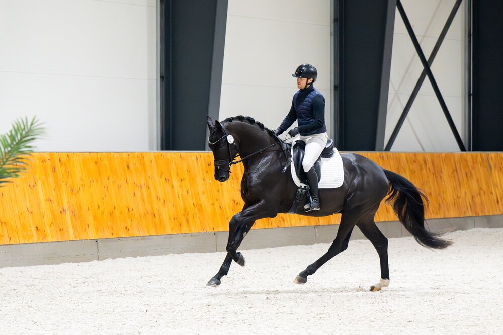 Vanity Fair by Vivaldos out of Donna Leon by Ampère - De Niro | Breeder: Gerd Sosath, Lemwerder | © Chmielewska