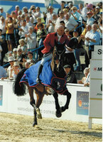 Winner of Grand Prix with amateur-rider Andreas Brünz: Lumos by Lordanos Lumos *1998 by Lordanos - Noble Roi xx - Figaro; Breeder: Rolf and Hildegard Martens