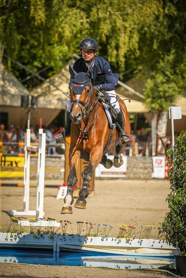 Chuck Chai von Cador aus der Caprice von Contender x Pessoa | Züchter: Antonius Schulze-Averdiek, Rosendahl 